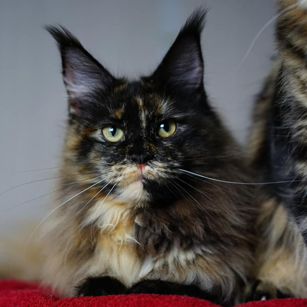 torti maine coon